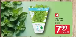 Selgros Mięta xxl doniczka oferta