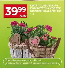 Stokrotka Kwiat doniczkowy kompozycja koszyk oferta