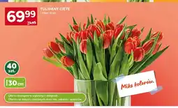 Stokrotka Tulipany cięte 30cm oferta