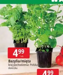 E.Leclerc Bazylia/mięta oferta