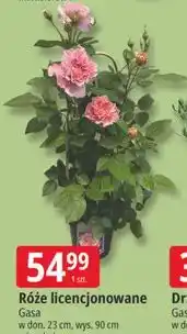 E.Leclerc Róże licencjonowane oferta