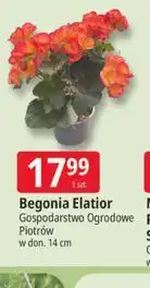 E.Leclerc Begonia Elatior oferta