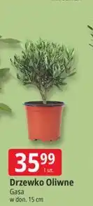 E.Leclerc Drzewko Oliwne oferta