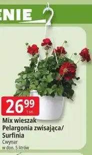 E.Leclerc Mix wieszak Pelargonia zwisająca/ Surfinia oferta