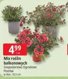 E.Leclerc Mix roślin balkonowych oferta