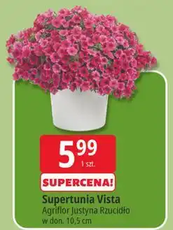 E.Leclerc Supertunia Vista oferta