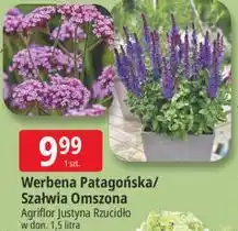 E.Leclerc Werbena Patagońska/ Szałwia Omszona oferta