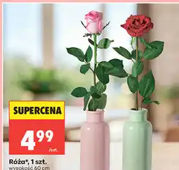 Biedronka Róża*, 1 szt oferta