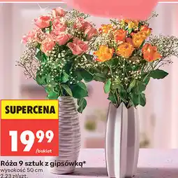 Biedronka Róża 9 sztuk z gipsówką oferta