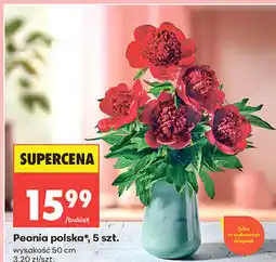 Biedronka Peonia polska*, 5 szt oferta