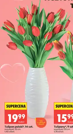 Biedronka Tulipan polski, 14 szt oferta