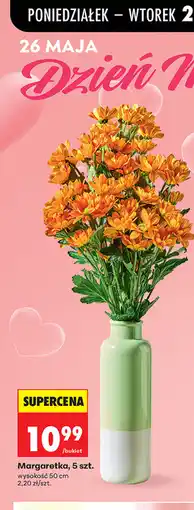 Biedronka Margaretka, 5 szt oferta