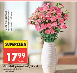 Biedronka Goździk premium*, 12 szt oferta