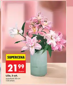 Biedronka Lilie, 3 szt oferta