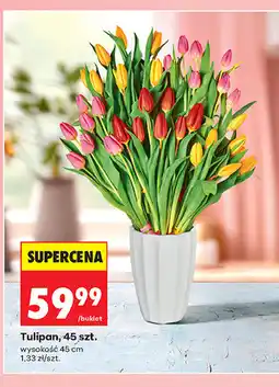 Biedronka Tulipan, 45 szt oferta