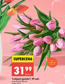 Biedronka Tulipan polski, 19 szt oferta