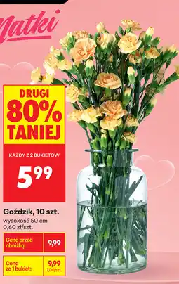 Biedronka Goździk, 10 szt oferta