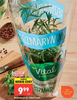 Biedronka Rozmaryn XL Vital Fresh oferta