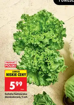 Biedronka Sałata batawska doniczkowa, 1 szt oferta