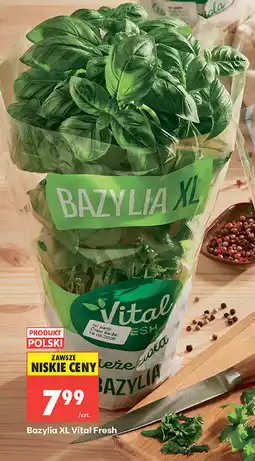 Biedronka Bazylia XL Vital Fresh oferta