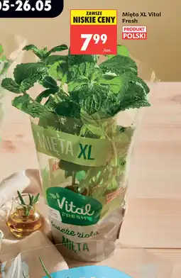 Biedronka Mięta XL Vital Fresh oferta