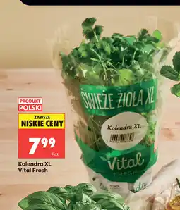 Biedronka Kolendra XL Vital Fresh oferta