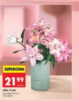 Biedronka Lilie, 3 szt oferta