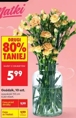 Biedronka Goździk, 10 szt oferta