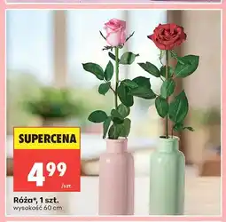 Biedronka Róża 1szt. wysokość 60cm oferta