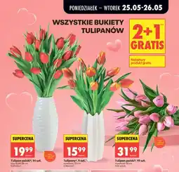 Biedronka Tulipan polski 14szt. wysokość 35cm oferta