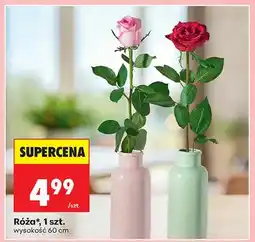 Biedronka Róża 1szt oferta