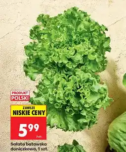 Biedronka Sałata batawska doniczkowa polska oferta