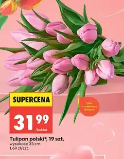 Biedronka Tulipan polski 19szt. wysokość 35cm oferta