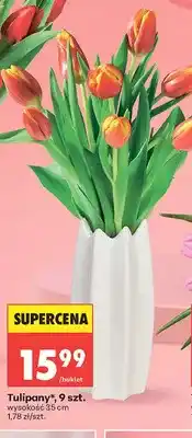 Biedronka Tulipany 9szt. wysokość 35cm oferta