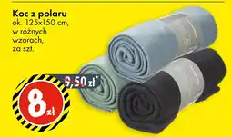 Tedi Koc z polaru oferta