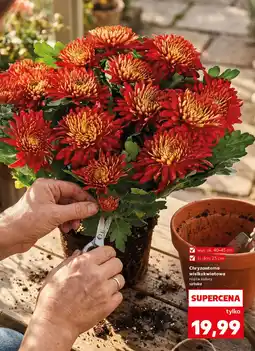 Kaufland Chryzantema wielkokwiatowa oferta