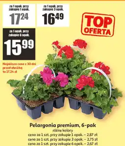 Auchan Pelargonia premium, 6-pak oferta