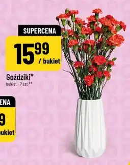 Polomarket Goździki oferta