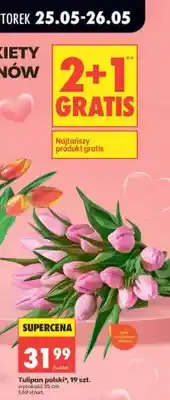 Biedronka Tulipan polski 19szt. wysokość 35cm oferta