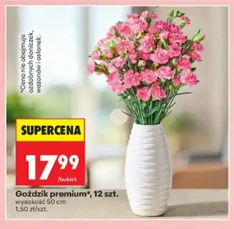 Goździk premium wysokość 50cm