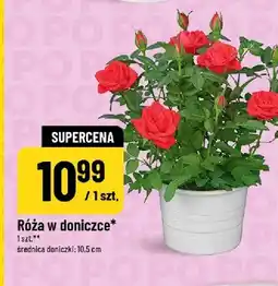Polomarket Róża w doniczce średnica doniczki 10,5cm oferta