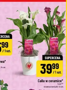 Polomarket Calla w ceramice średnica doniczki 12cm oferta