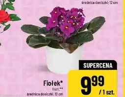 Polomarket Fiołek średnica doniczki 12cm oferta