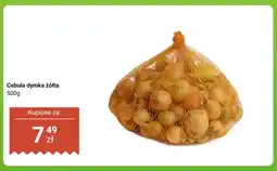 Dino Cebula dymka żółta oferta