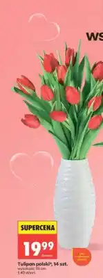 Biedronka Tulipan polski 14szt. wysokość 35cm oferta