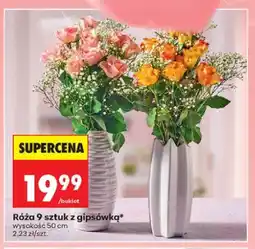 Biedronka Róża z gipsówką wysokość 50cm oferta