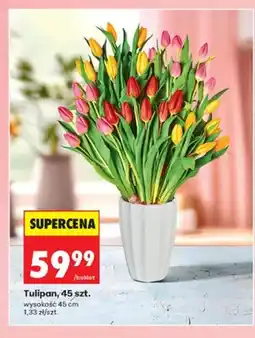 Biedronka Tulipan wysokość 45cm oferta