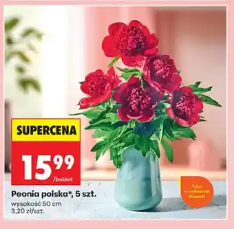 Peonia polska wysokość 50cm