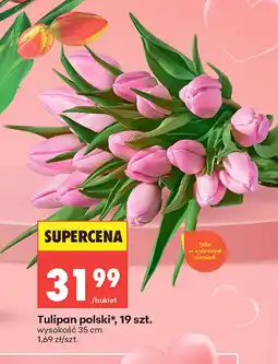 Biedronka Tulipan Polski oferta