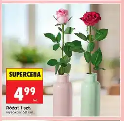 Biedronka Róża wysokość 60cm oferta